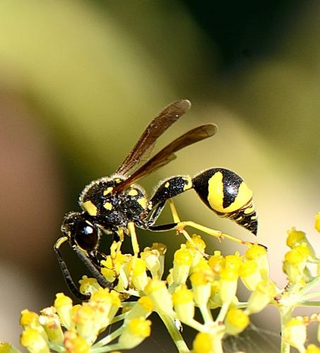 Eumenes sp.
